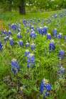 USA, Texas, Hill Country. Field with bluebonnet flowers. Art Print